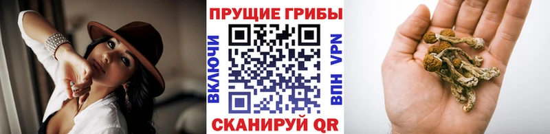 купить наркотики сайты  Новомичуринск  Псилоцибиновые грибы мицелий 